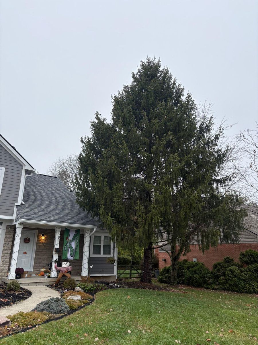 Tree Trimming for Dig-It Tree Company in Mason, OH