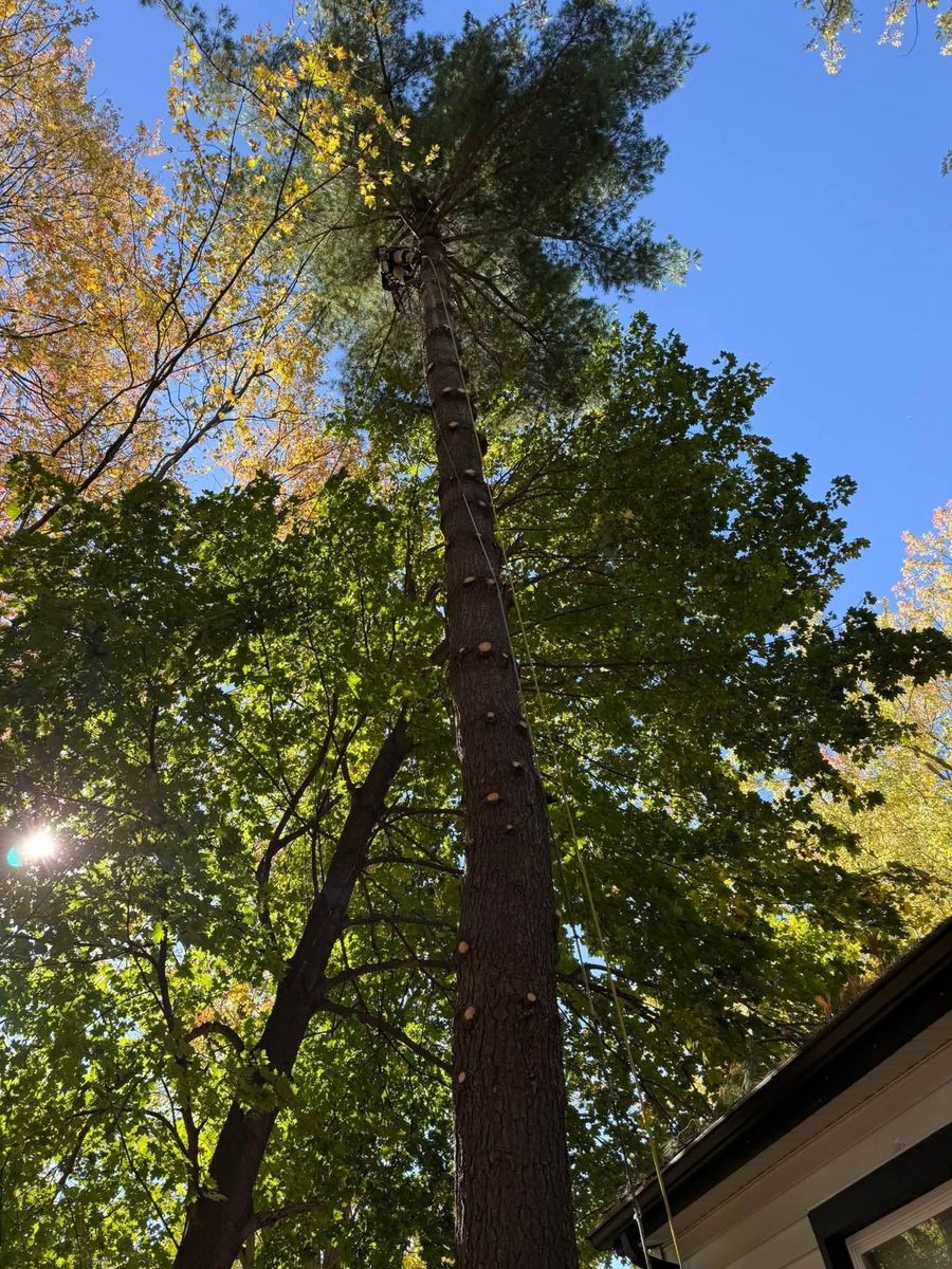 Tree Trimming for D Hale Tree Service in Ann Arbor, MI