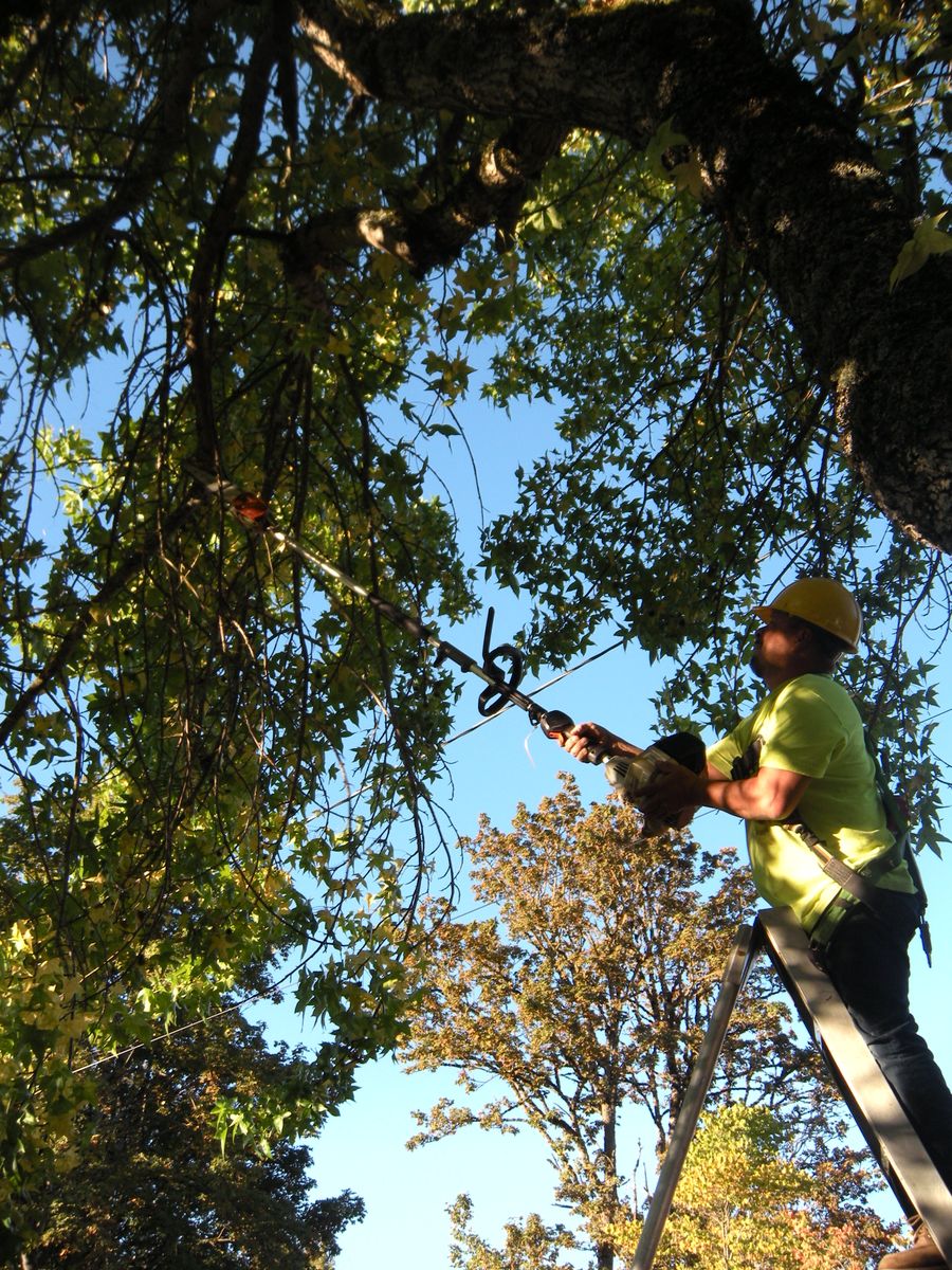 Tree Removals for Willamette Landscaping and Tree Services in Albany, OR
