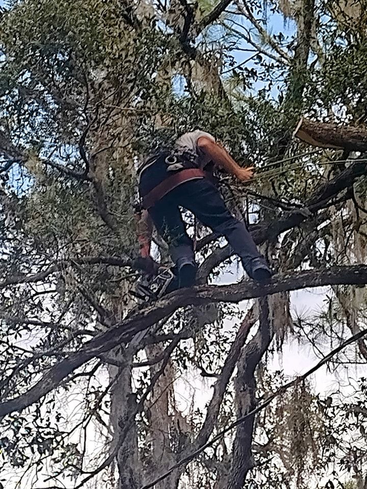 Tree Removal for Tru Tree Service LLC in Lecanto, FL