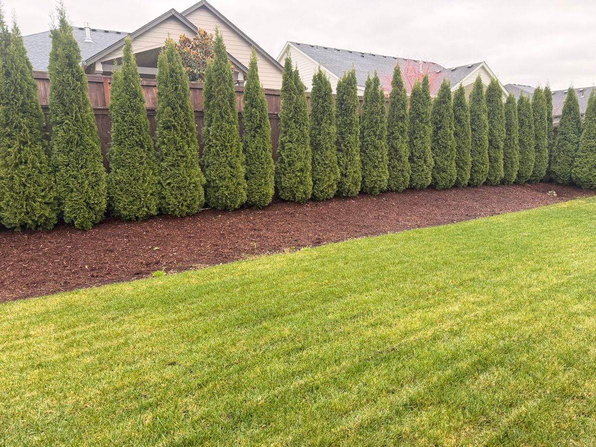 Shrub Trimming for Churape And Son's Landscaping in Vancouver, WA
