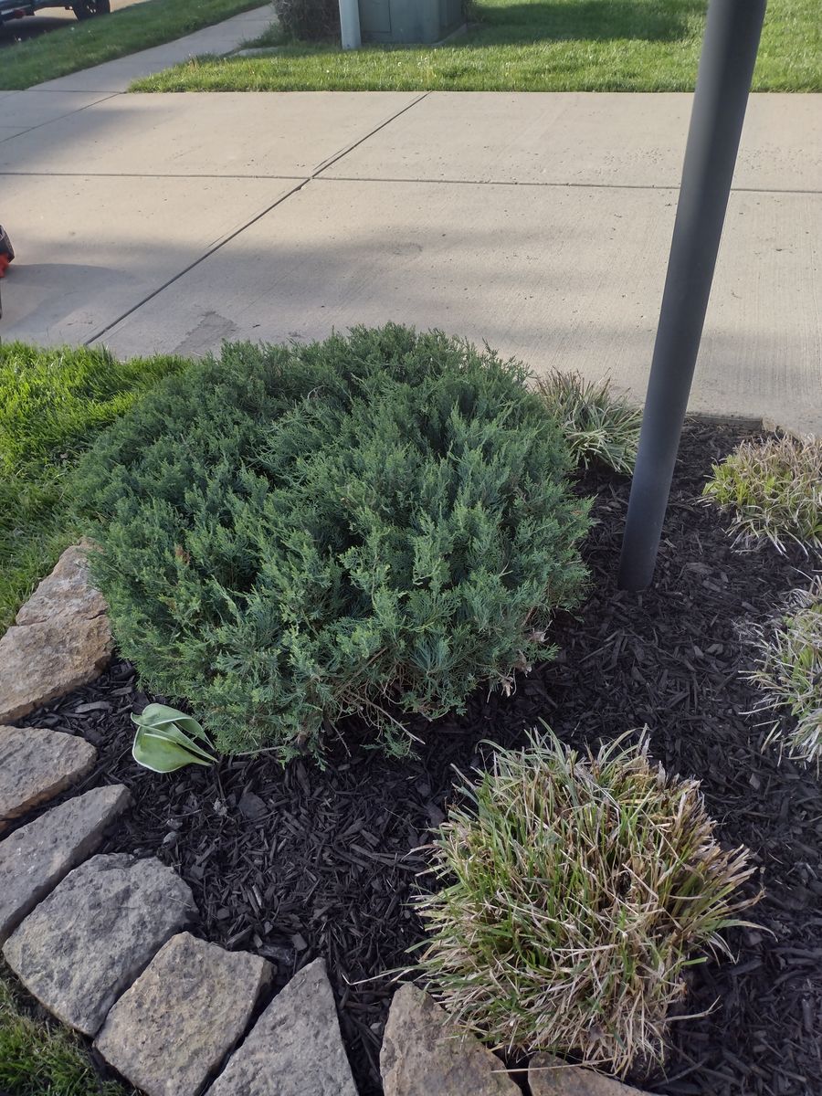 Landscape Maintenance for Green Shoes Lawn & Landscape in Cincinnati, OH