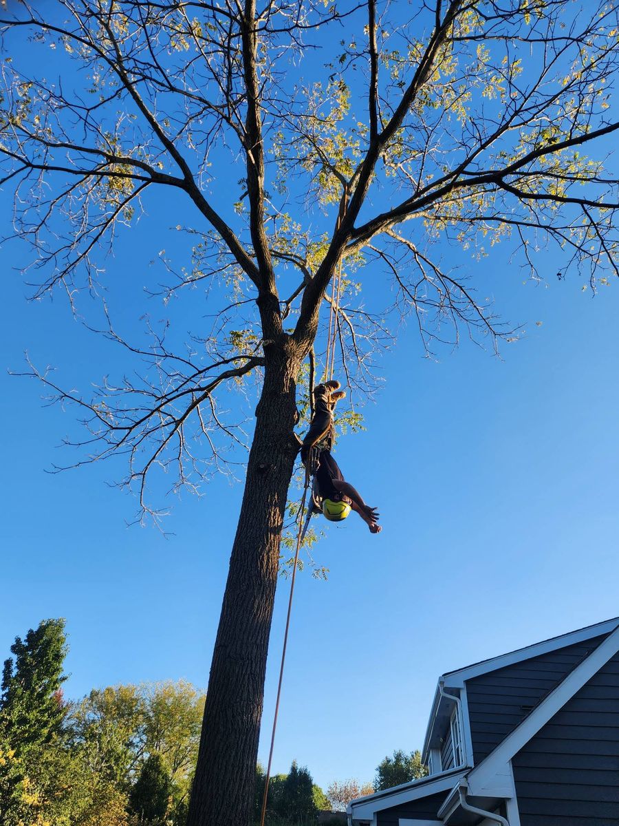 Tree Removal for Canopy Tree Service in Kenosha, WI