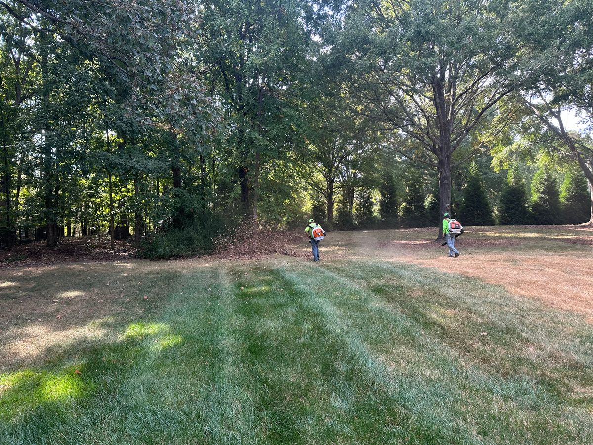 Fall Clean Up for Pecina Pine Needles in Monroe, NC