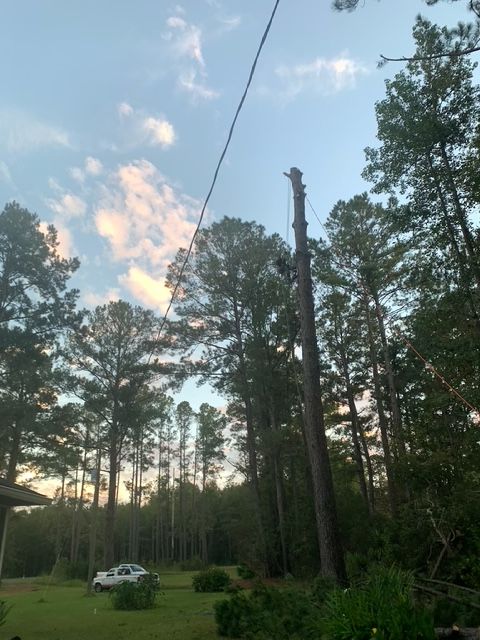 Tree Removal for Hawkins Tree Service & Land Management in Richmond Hill, GA