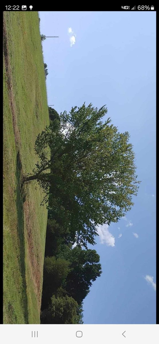 Land clearing for M&L Lumber and Excavating in Jonesborough, TN