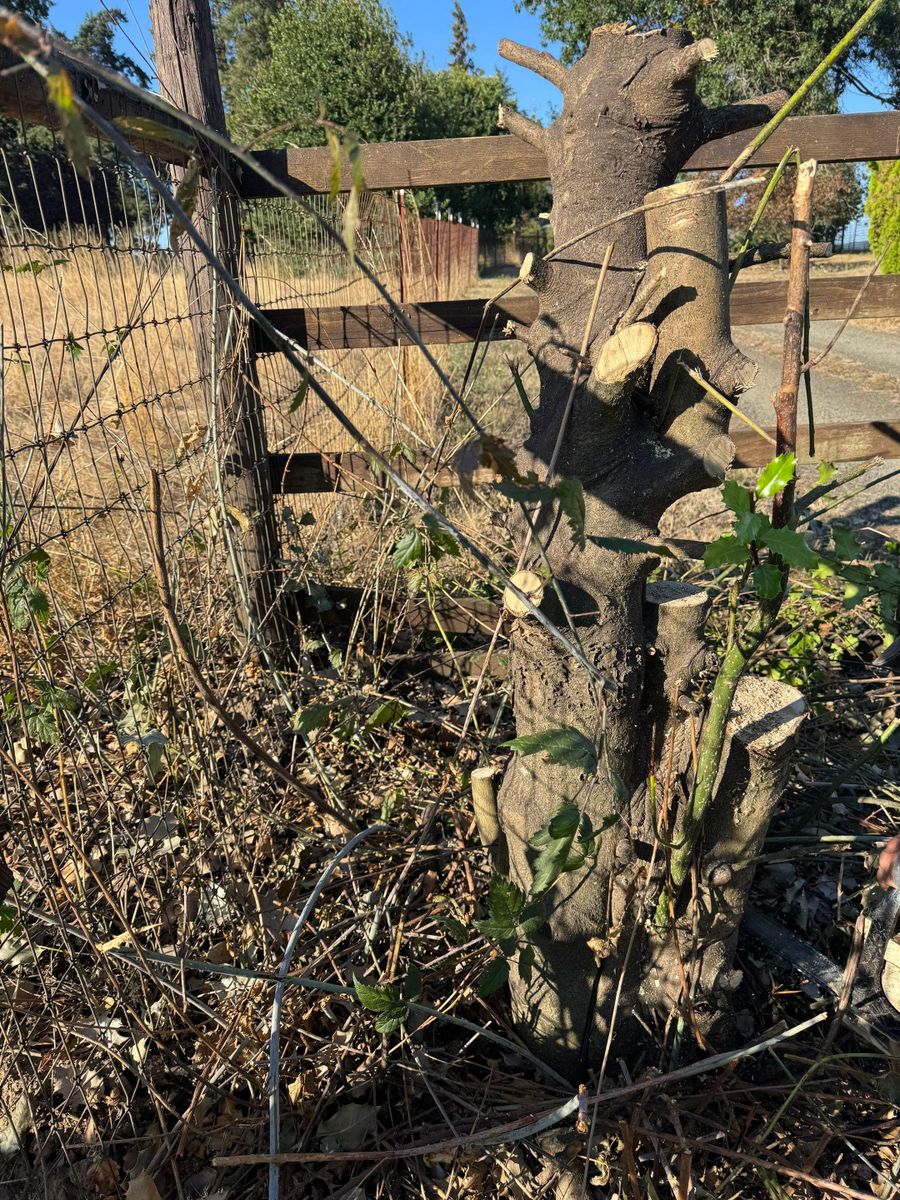 Tree Removals for Willamette Landscaping and Tree Services in Albany, OR