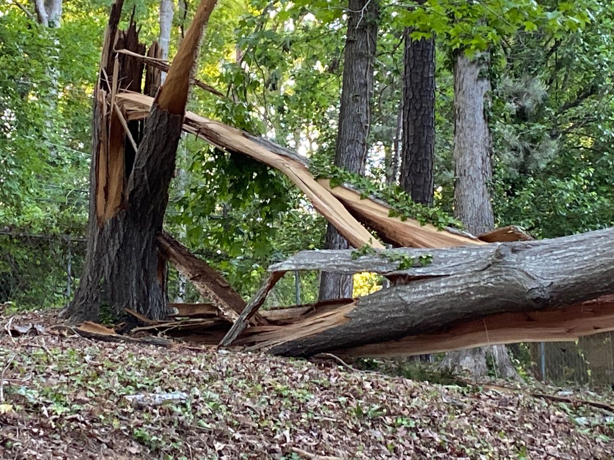 Emergency Services for Thompson Tree Climbers, LLC in Lexington, SC