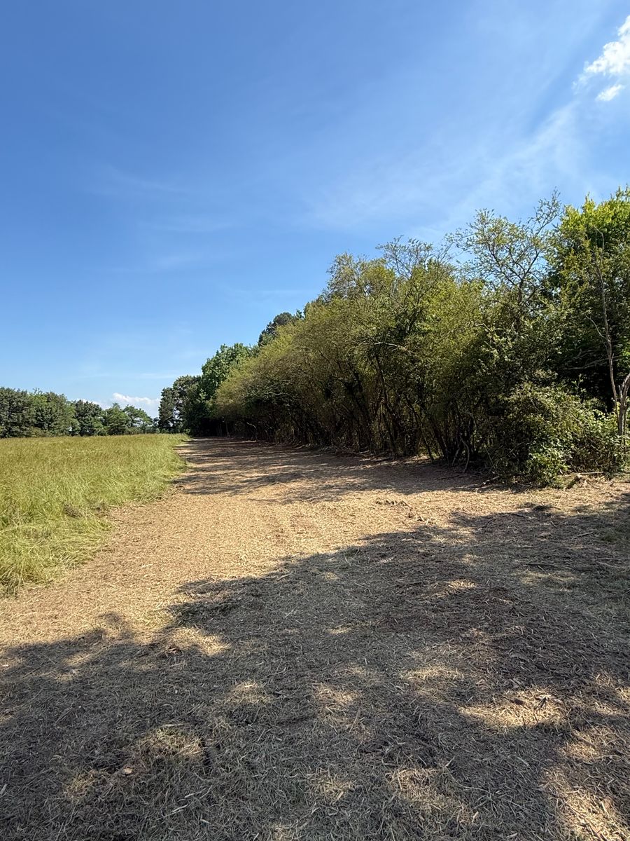 Land Clearing for Collins Constructors in Fyffe, AL