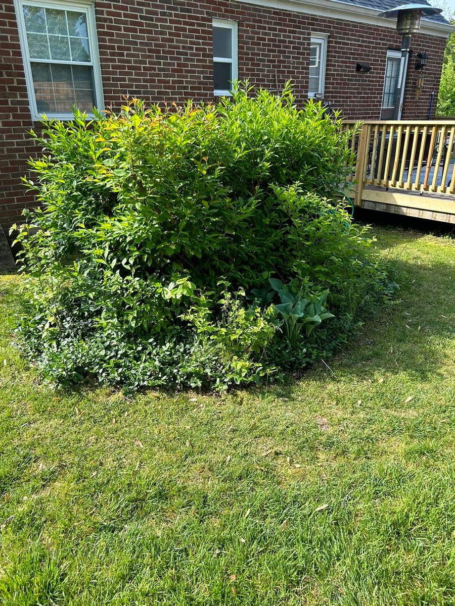 Shrub Trimming for Mad Dust Stump Grinding in Howard County, MD