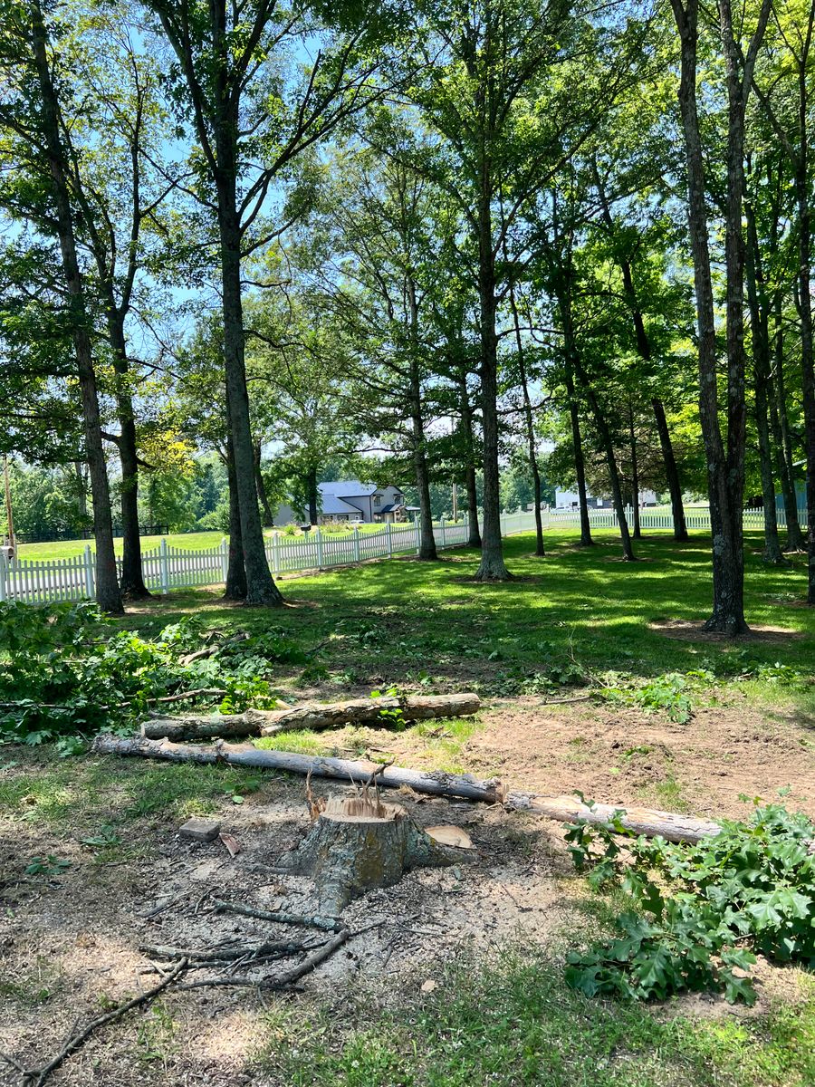 Tree Removal for Kadin’s Tree Service in North Vernon, IN