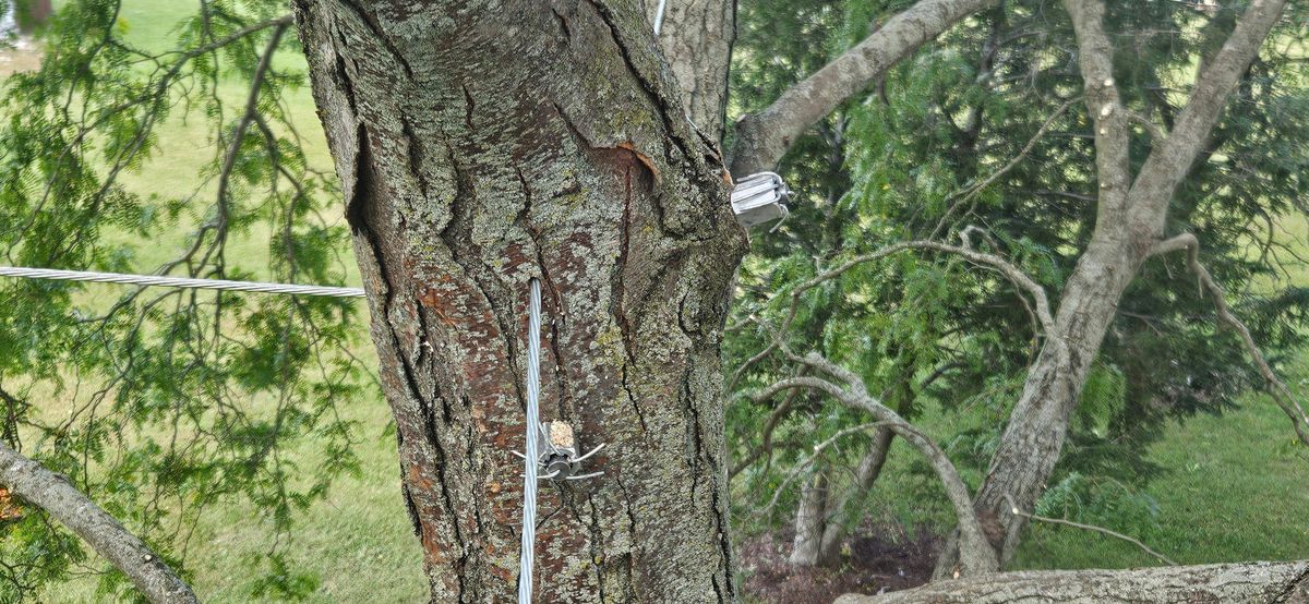 Cabling & Bracing & Cobra Systems for Highborn Tree Service in Wheatfield, IN