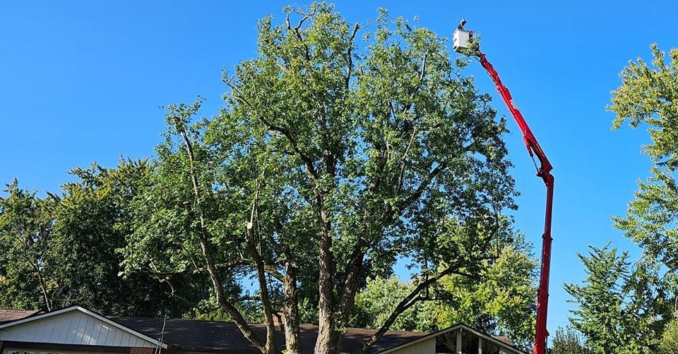 Tree Trimming for F & F Tree Service in Beavercreek, OH