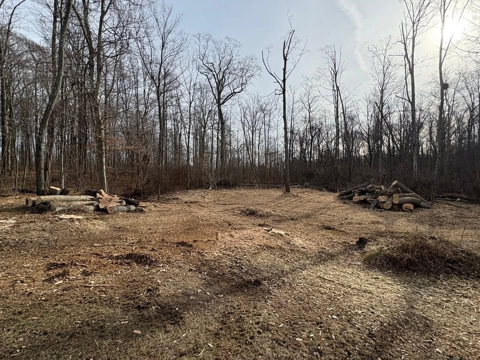 Tree Removal for Dig-It Tree Company in Mason, OH