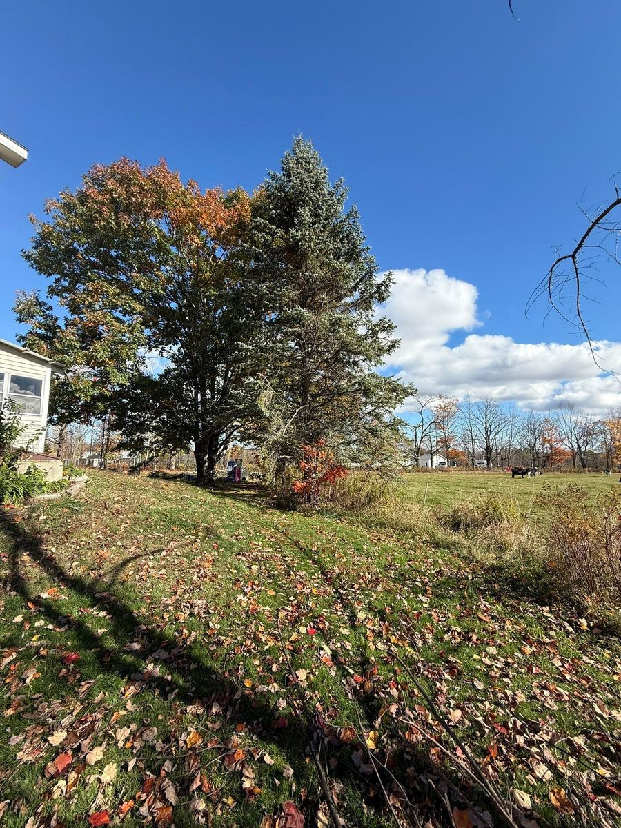 Shrub Trimming & Tree work for CWB Lawn Care & Landscaping in Franklin County, ME