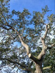 Hazardous Tree Removal for ASAP Tree Service in Sebastian, FL