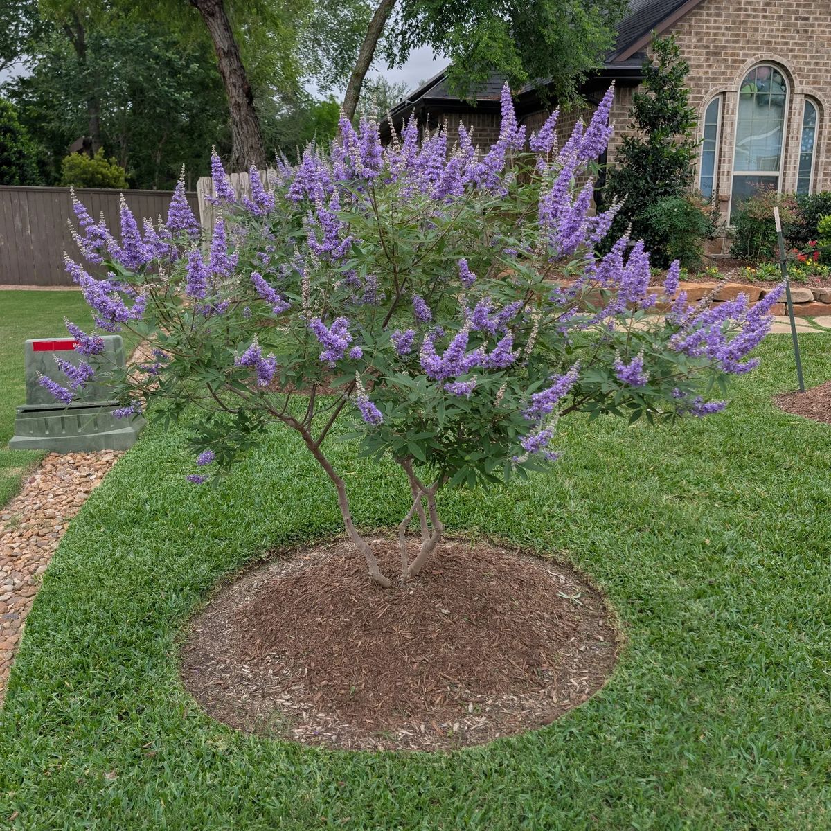 Tree & Shrub Care for Brazos Valley Greenscapes in College Station, TX