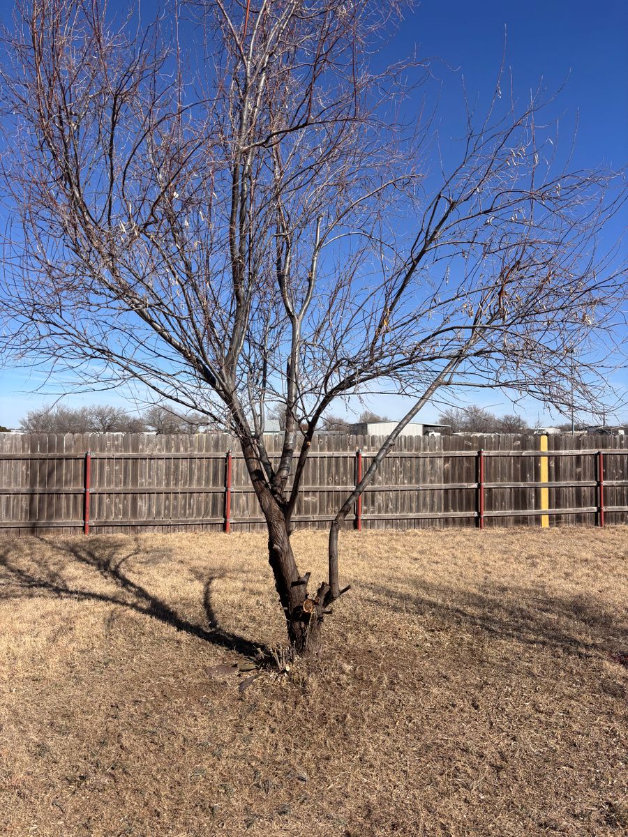 Tree & Shrub Care for Marple Services in Amarillo, TX