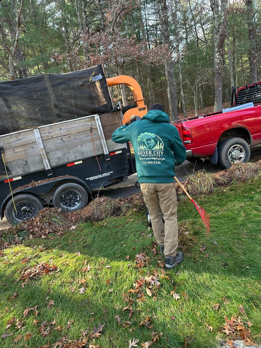 Shrub Trimming for Silver City Tree and Landscape in Taunton, MA