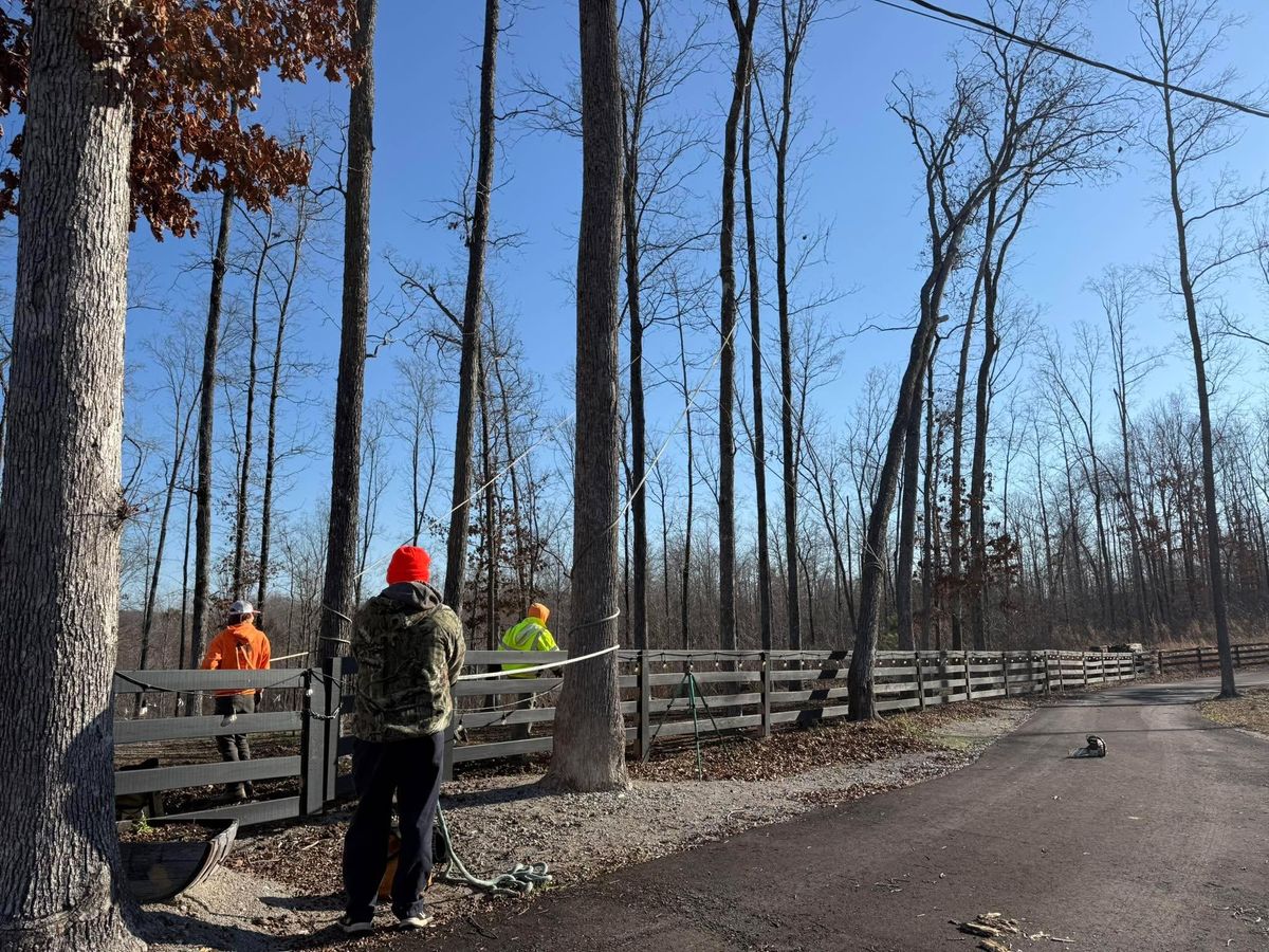 Tree Removal for Ross Family Tree Service LLC  in Hohenwald, TN