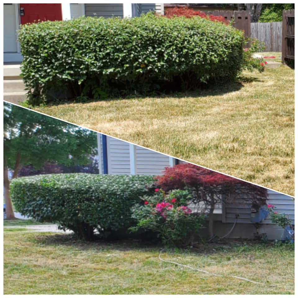 Shrub Trimming for Mr. Prestige Lawn Care Perfectionist in Columbus, OH