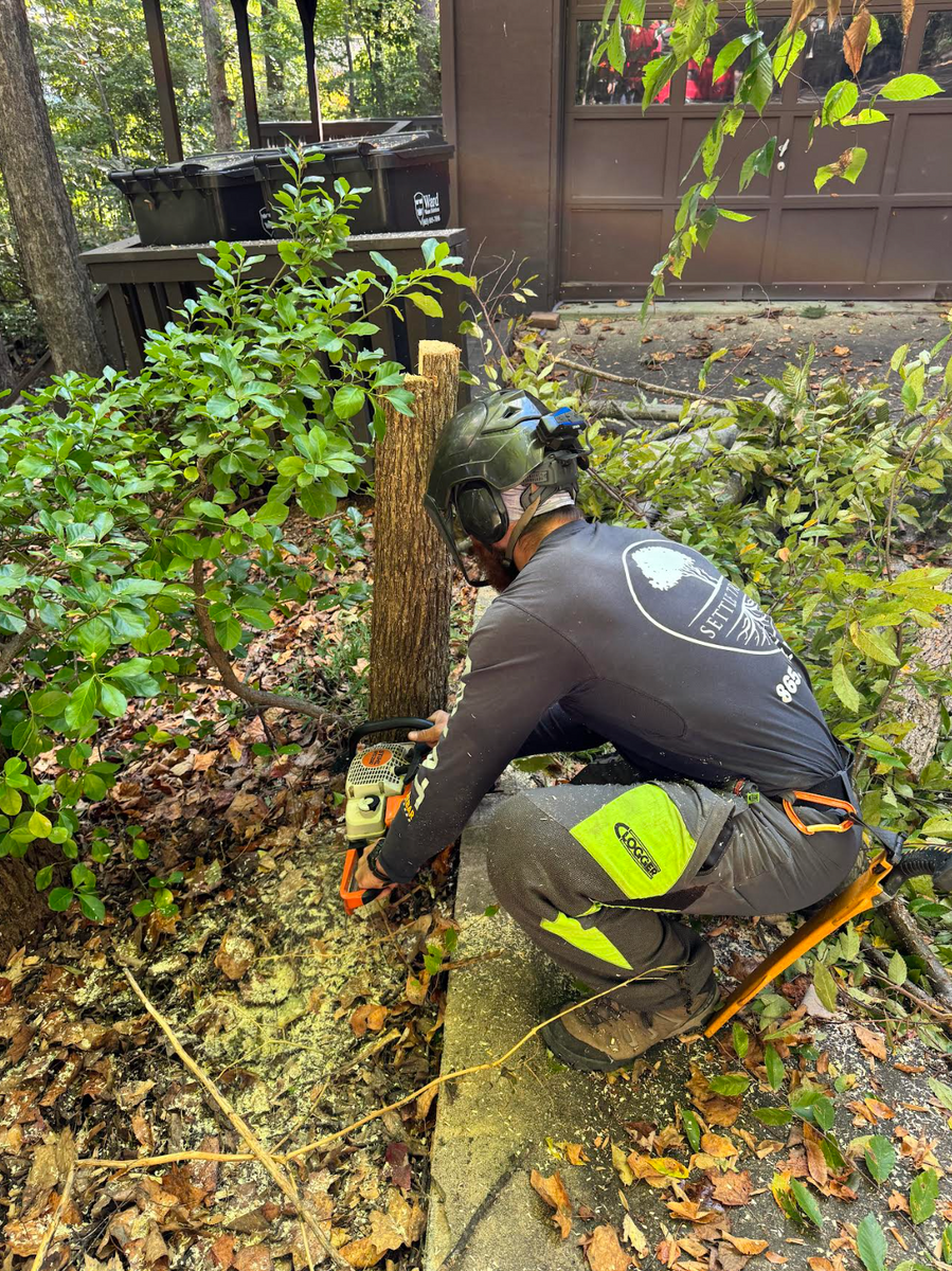 Spring Clean up  for Settle Tree Services in Knoxville, TN