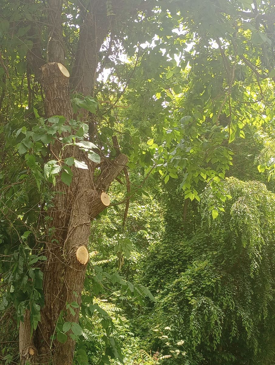 Tree Trimming for Backwoods Tree Experts in Hickory, NC