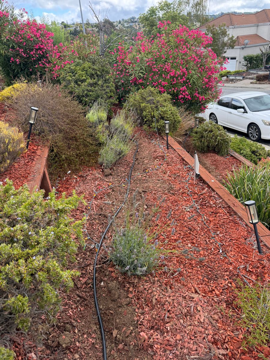 Mulch Installation for CBA Landscaping in Hayward, CA