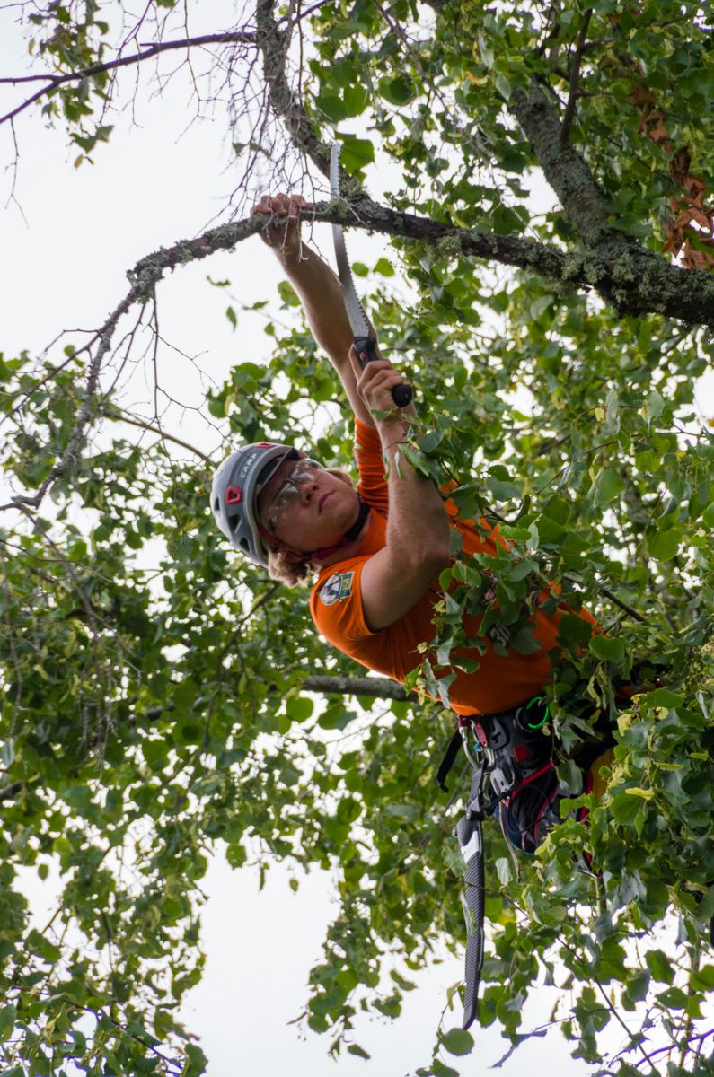 Tree Removal for W D Giampa Lawns and Landscape Inc. in Manassas, VA