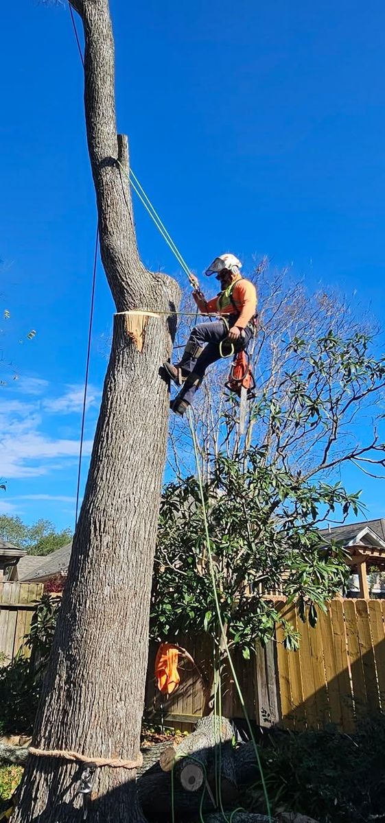 Tree Trimming for Servin's Tree Care  in Houston, TX