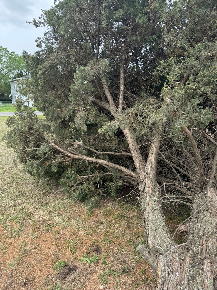 Tree Removal for Vaughan Land Management  in Lawton, OK