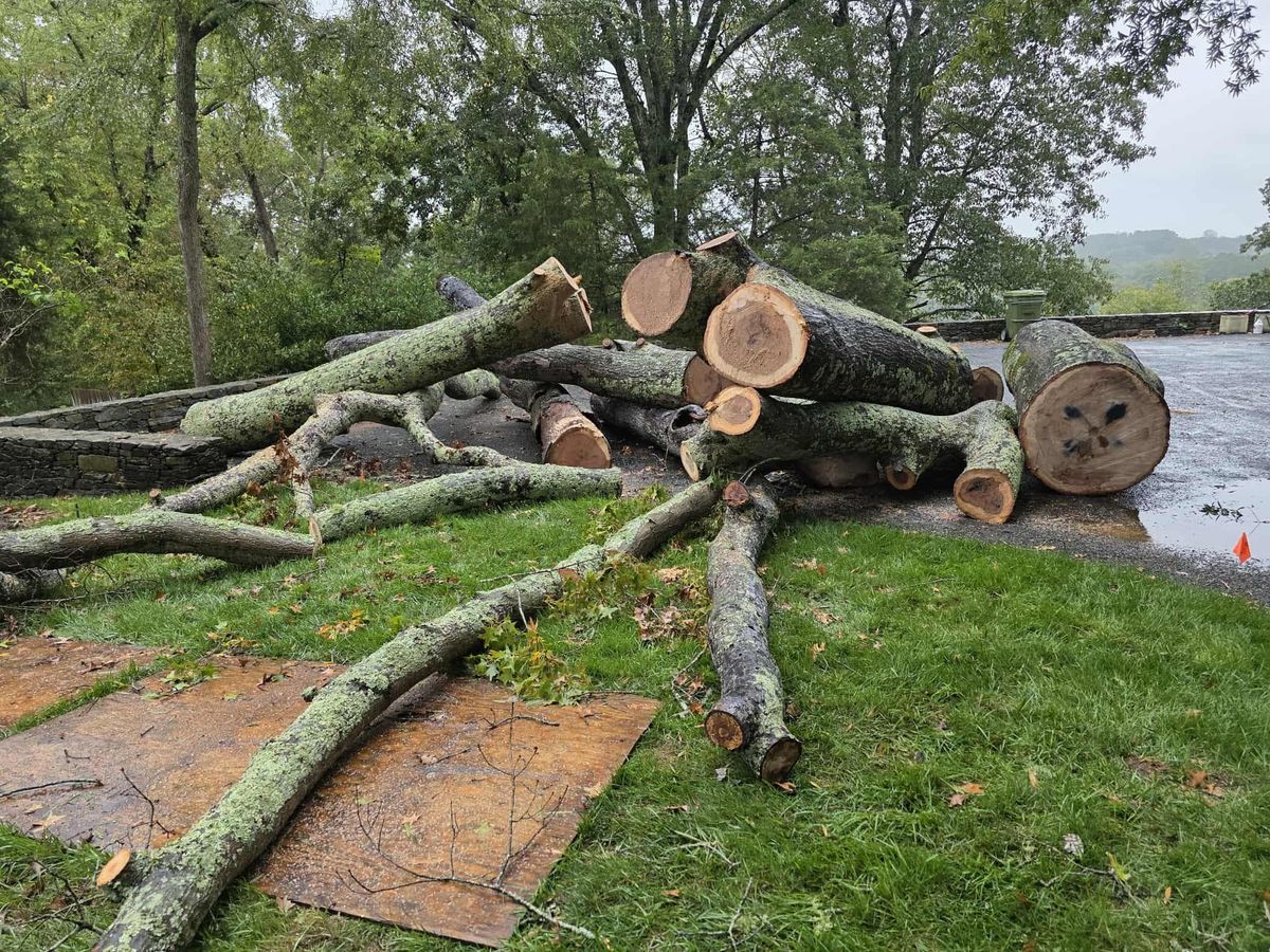 Tree Removal for Smith Tree Experts in Palmyra, VA