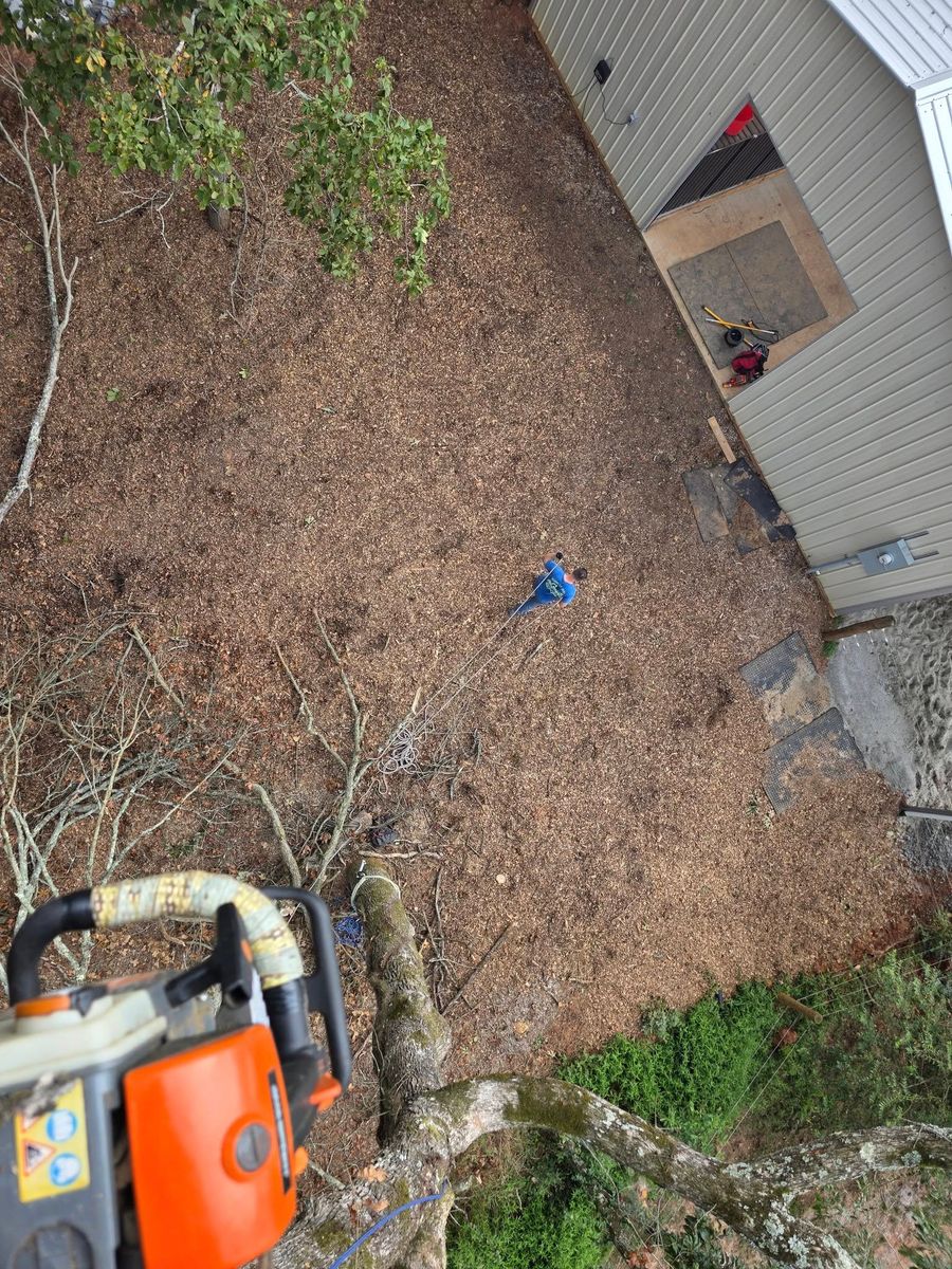 Tree Trimming & Removal for Bobcat Bob in Clermont, GA