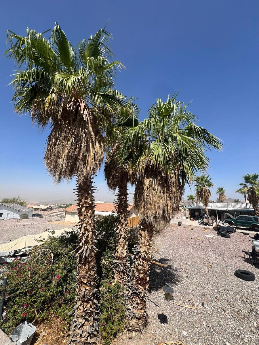 Landscape Design for Top Notch Landscape Services LLC in Mohave Valley, AZ