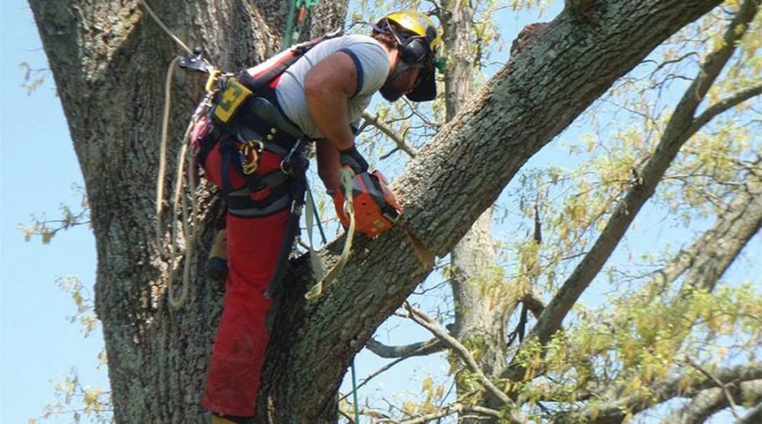 Tree Removal for Big Island Coconut Company in Pilialoha, HI