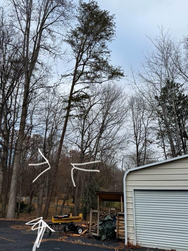 Tree Trimming for DIAZ TREE in Stafford, VA