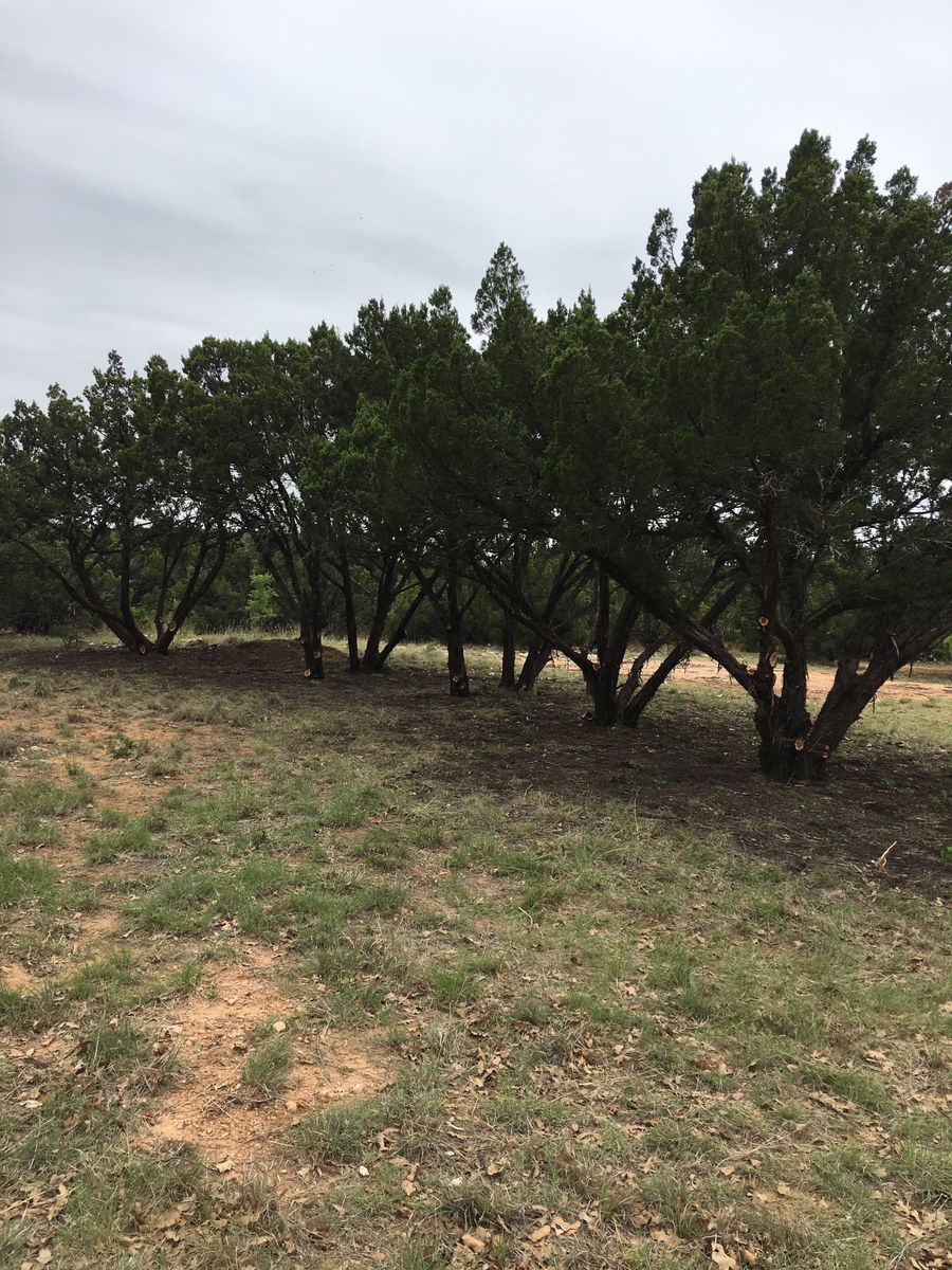 Tree trimming for Elite Horizons in Abilene, TX