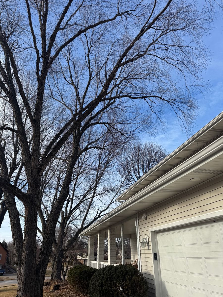 Tree Removal for Dittmer Tree Service in Davenport, IA