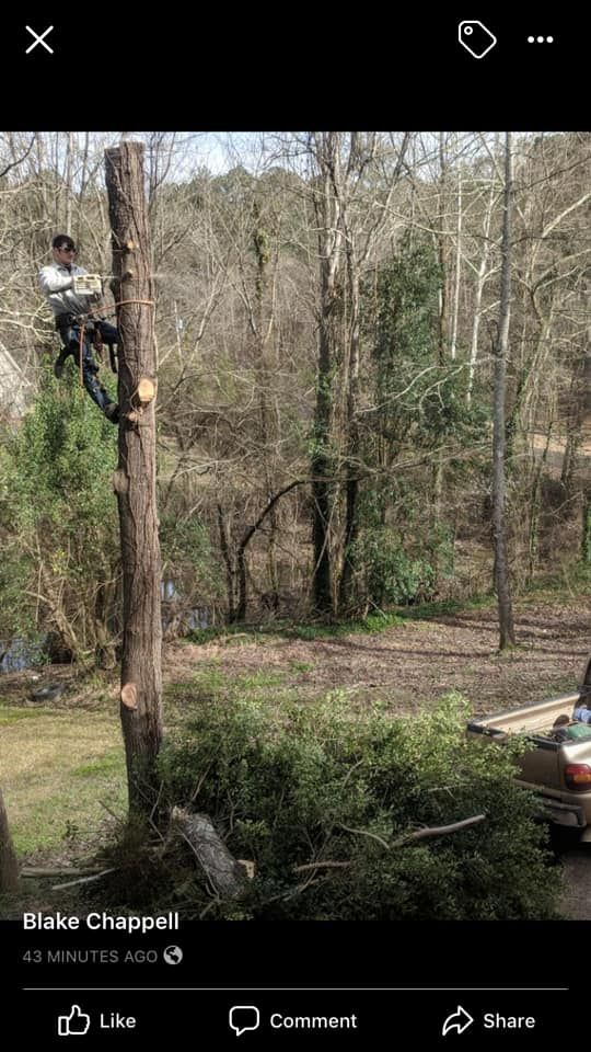 Tree Removal for Jeff’s Tree Service in Southside, AL