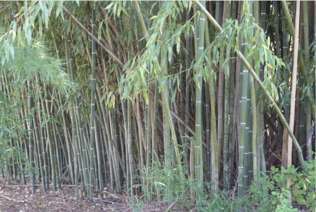 Bamboo Removal for Timber Arts Tree Service in Lindenwold, NJ 