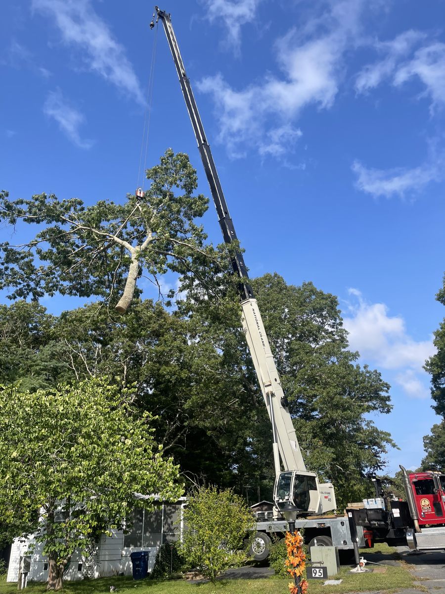 Crane-assisted Tree Removal for Robery's Tree Service in West Wareham, MA