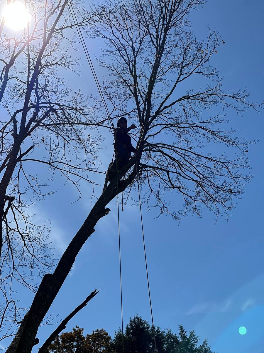 Tree Trimming for Cook&Dye Tree Service in Bristol, VA