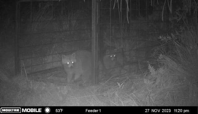 Raccoons for North Brevard Wildlife Solutions in Mims, FL