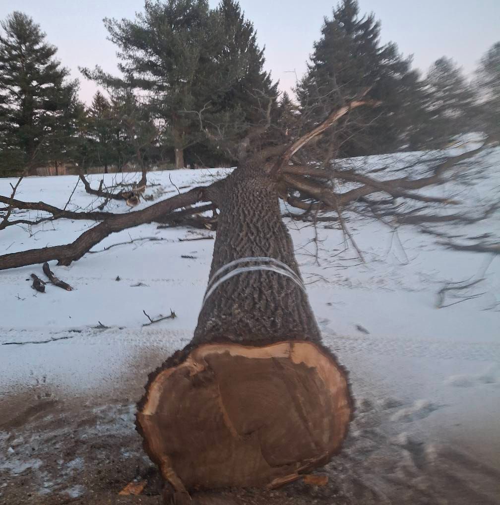 Timber Management for God's Country Timber Management in Hillsdale, MI