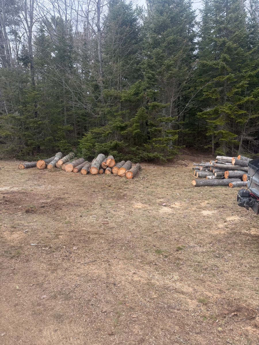 Tree Removal for J&Q Tree Service in Paradise, MI