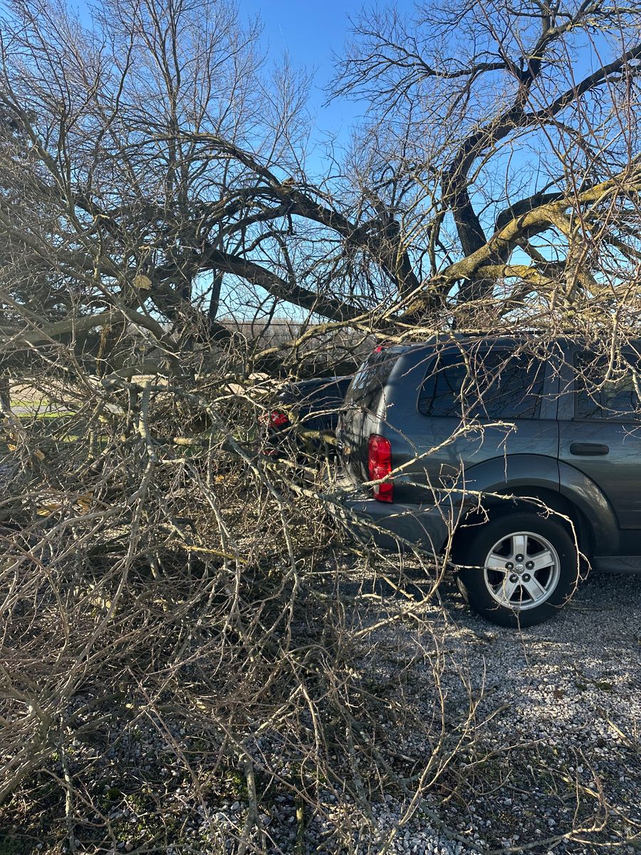 Tree Removal for Loockerman's Tree and Stump Removal in Dover, DE