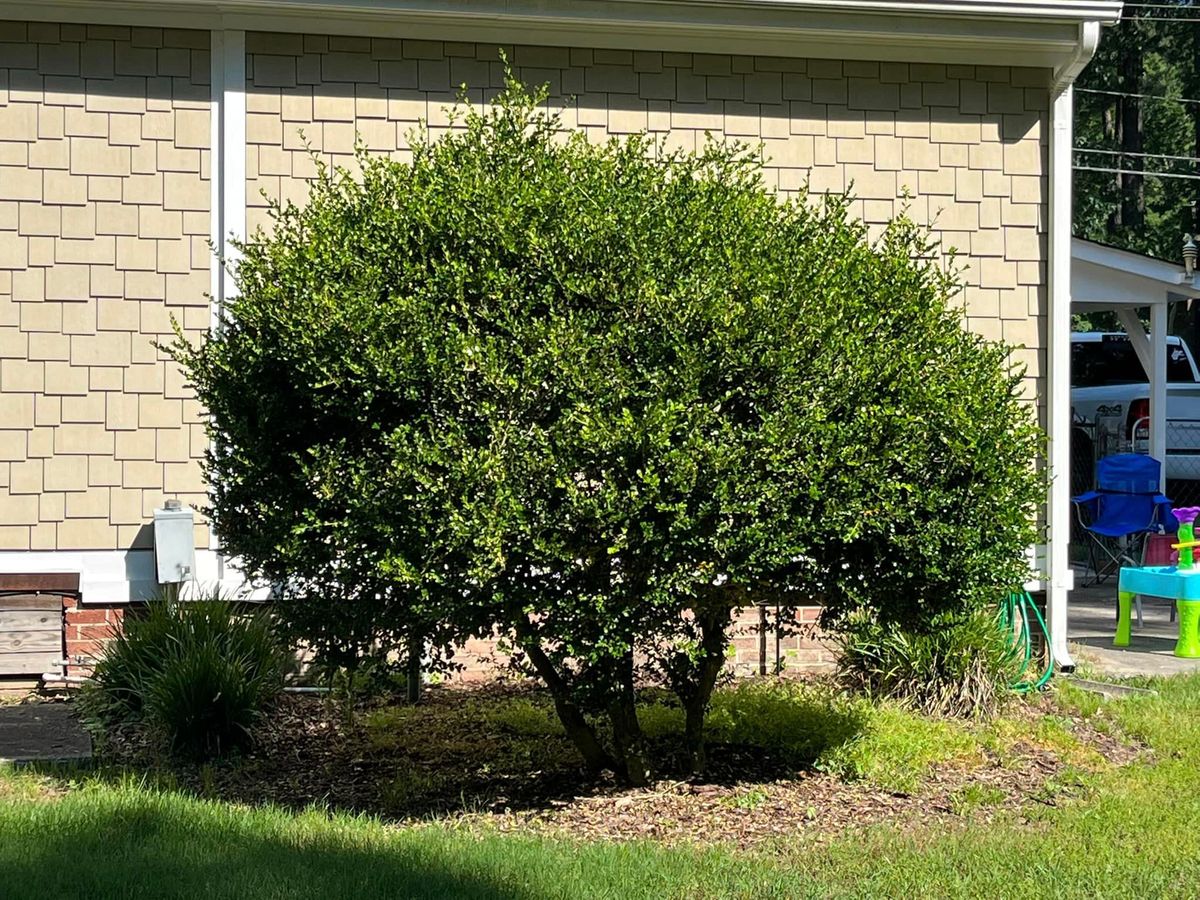 Shrub Trimming for Three Brothers Lawn & Landscaping LLC in Yorktown, VA