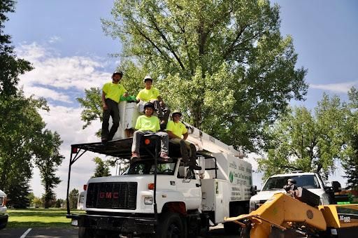 Tree Lifting for Clean Cut Tree Service in Gillette, WY