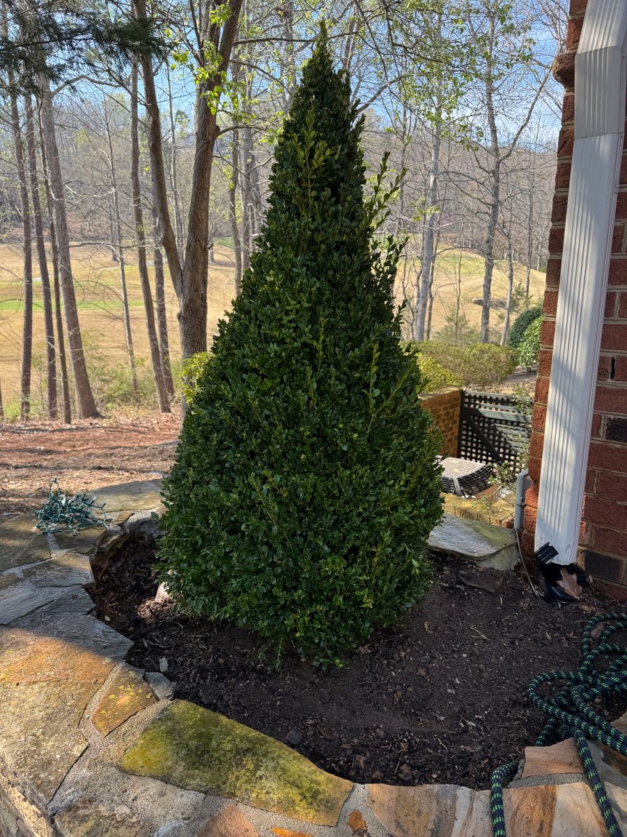 Planting for Chavez Landscaping in Pittsboro, NC