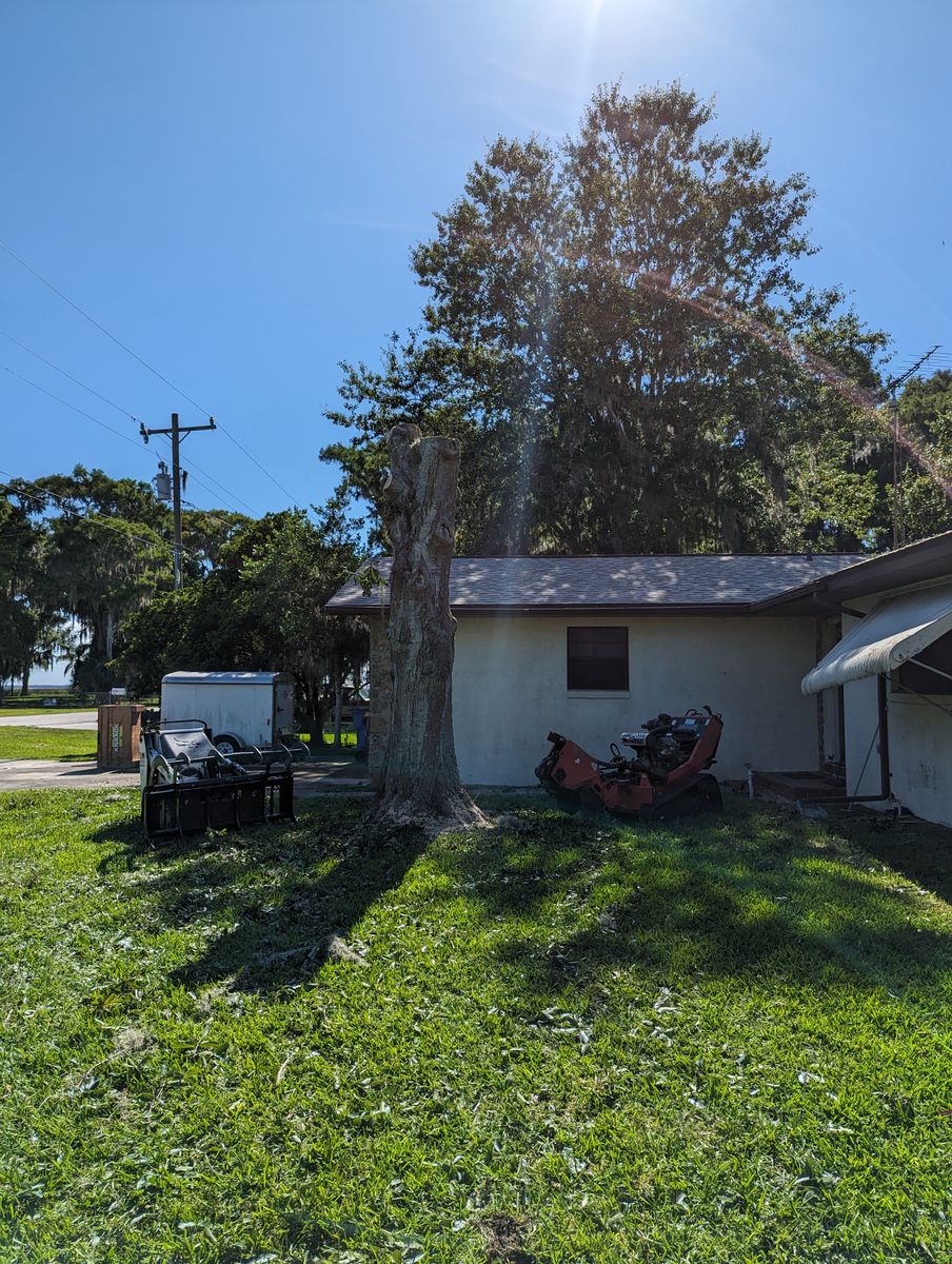 Stump Removal for Regal Tree Service and Stump Grinding in Wauchula, FL